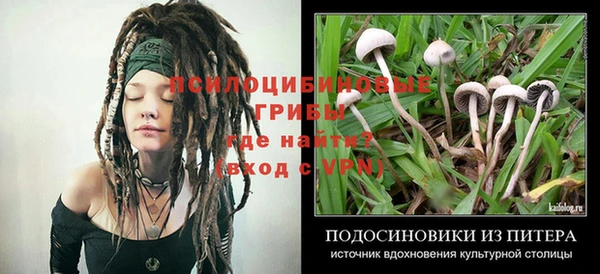 ГАЛЛЮЦИНОГЕННЫЕ ГРИБЫ Вязники