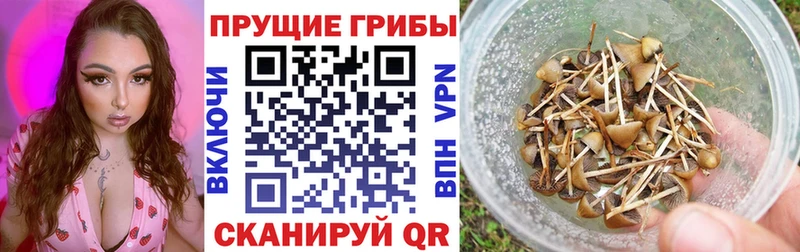 Псилоцибиновые грибы Cubensis ссылка на мегу tor Архангельск как найти закладки