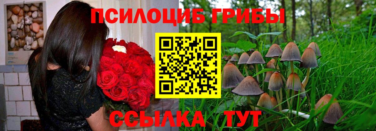 как найти закладки  Архангельск  Псилоцибиновые грибы Psilocybe  Псилоцибиновые грибы GOLDEN TEACHER 